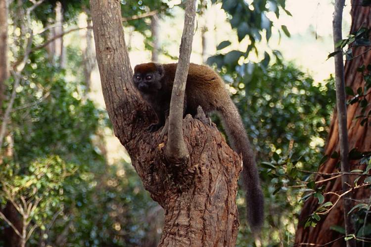 bamboo lemur