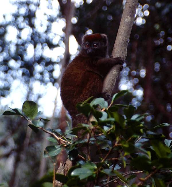 bamboo lemur