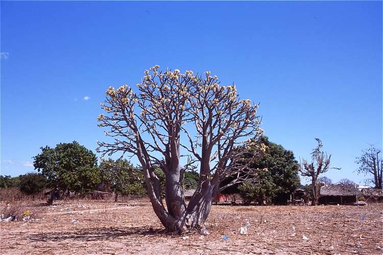 baobab