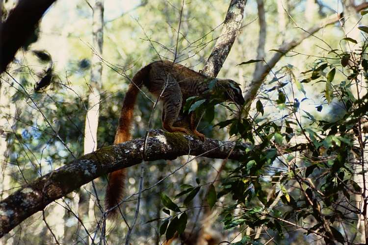 brown lemur
