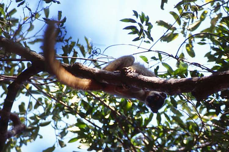 brown lemur