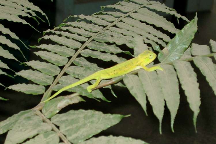 chameleon