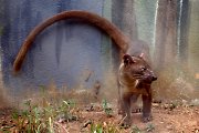 fossa