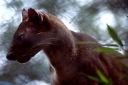 fossa