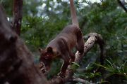 fossa