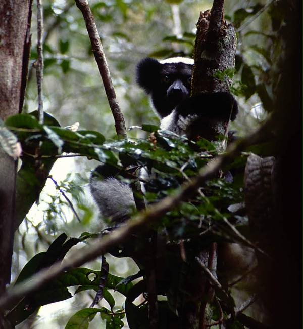 indri