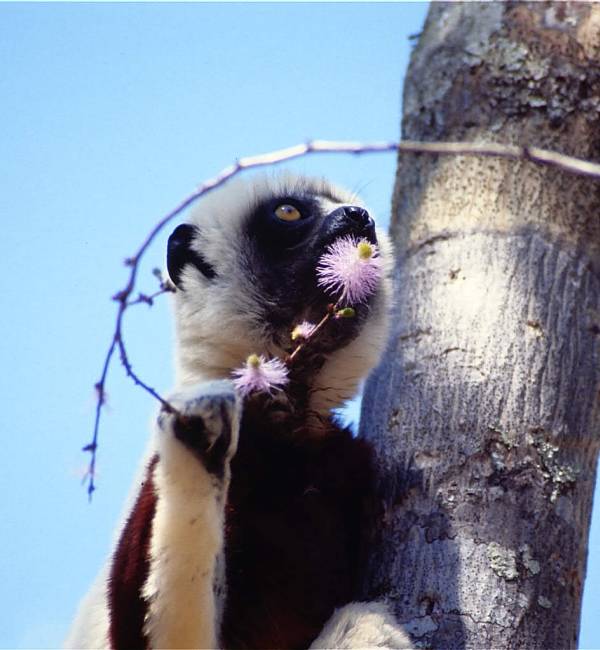 sifaka