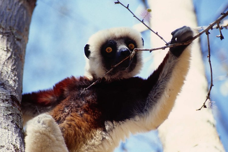 sifaka