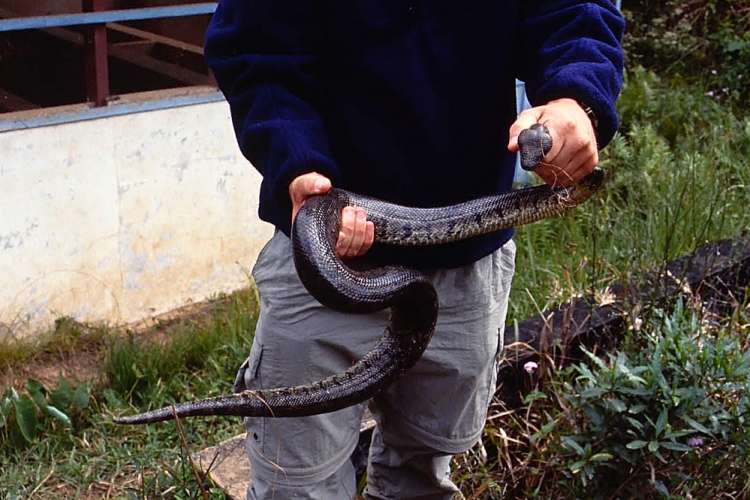 マダガスカルで見たヘビ