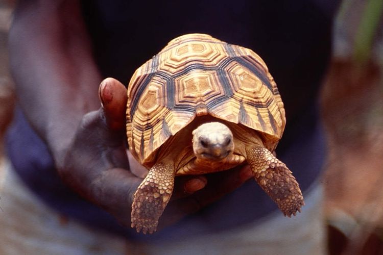 tortoise