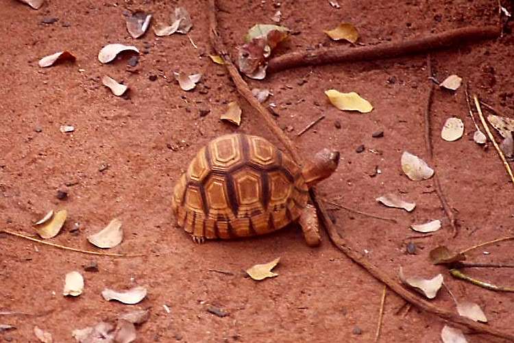 tortoise