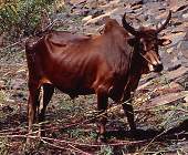 zebu